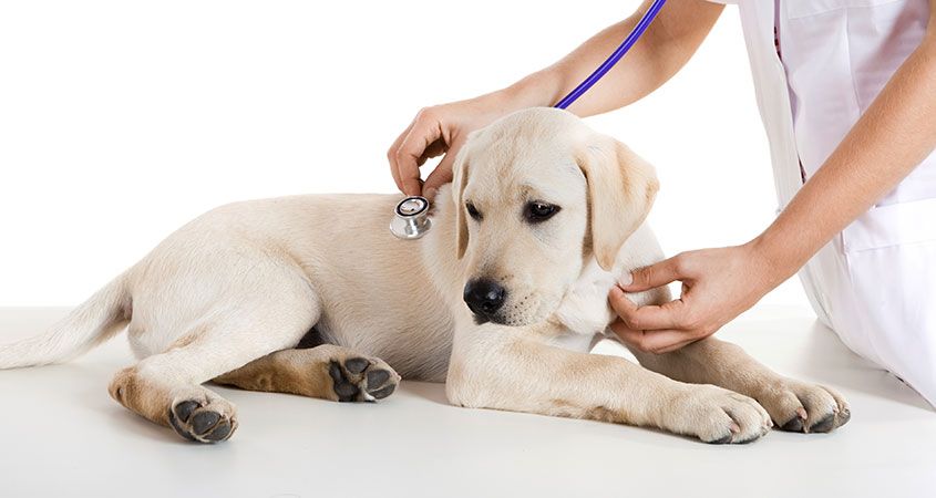 Routine Veterinary Visits for Dogs