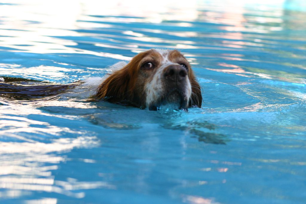 Keep An Eye On Dog In The Pool