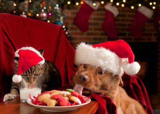 pet safety tips to follow this holiday season celebration