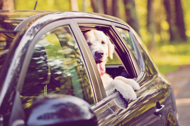 Road Trip With Pets