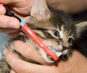 Dental Health Tips For Cats