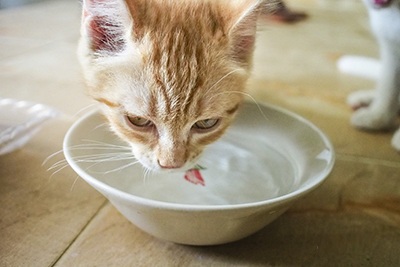 Fresh Water for Cat