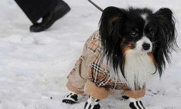 Protect Your Dog From The Winter Season