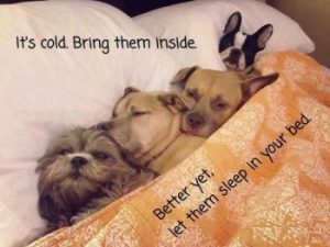 bring pets inside in code winter