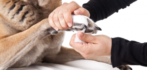 Treat Paw Injuries In Dogs
