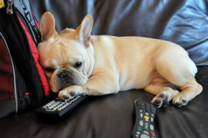 bulldog with remotes and watching TV