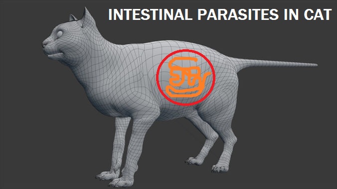 Intestinal Parasites in Cats - Canada Pet Care Blog