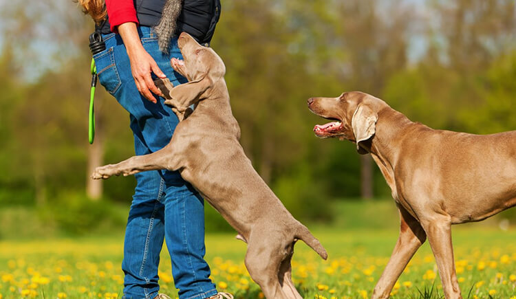 Teach Your Dog To Stop Jumping Up On Guest And Greet People Politely