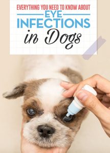 Dealing With Eye Infections in Dogs