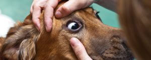 Take Care of Dog's Eye Infections
