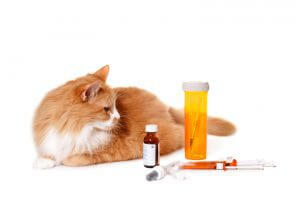 Treatment Options For Felines