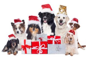 Dogs-celebrating-Christmas