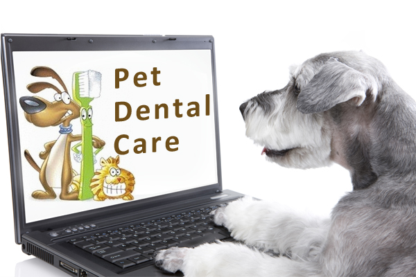 pet dental care