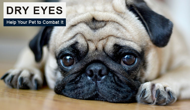 dry eye in dogs