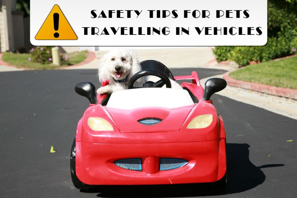Safety tips for pets travelling in vehicles CanadaPetCare Blog