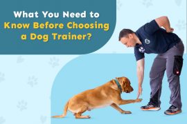 Why Is Dog Training Important?