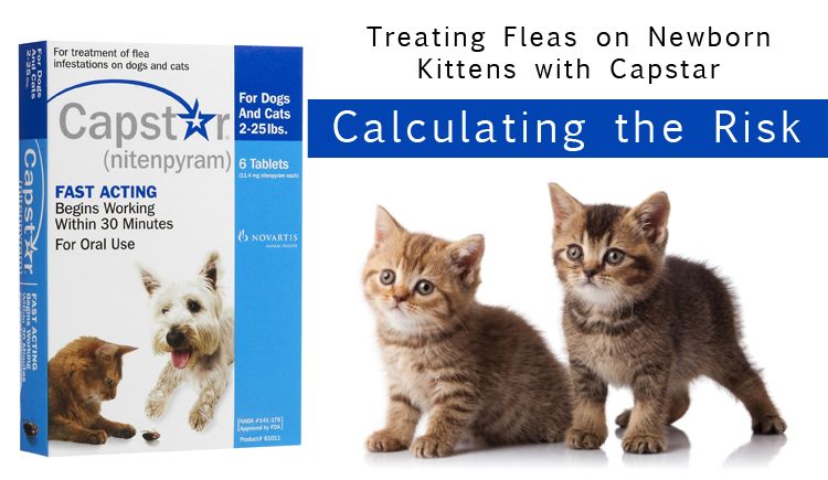 Treating Fleas on Newborn Kittens with 