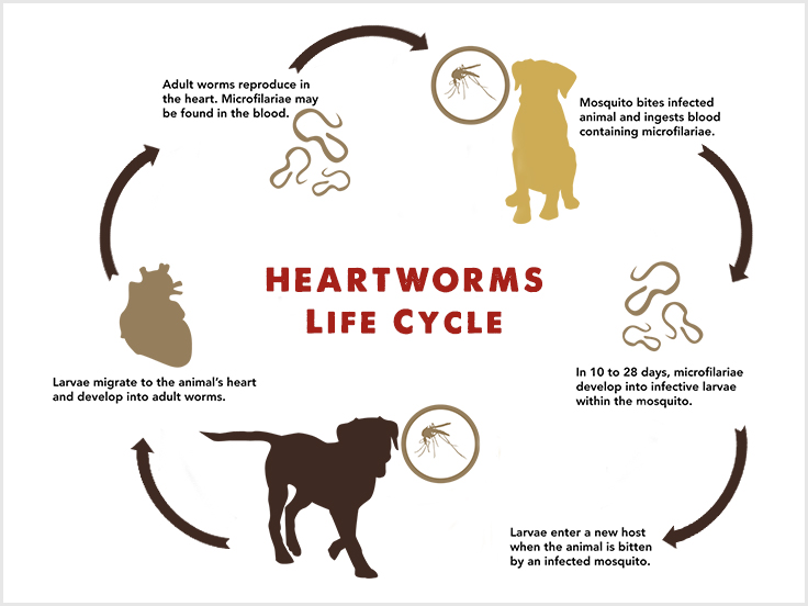 Heartworm Life Cycle 