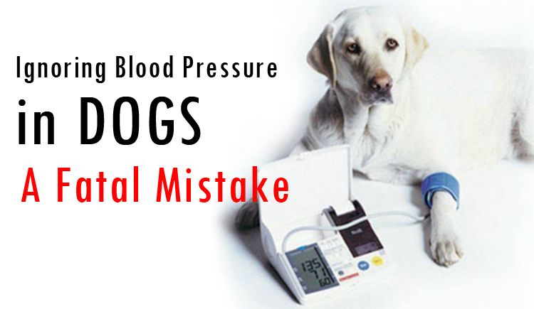 what causes high blood pressure in dogs