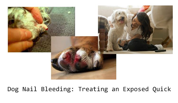 Emergency Home Remedies for Stopping the Dog Nail Bleeding: Treating an  Exposed Quick - CanadaPetCare Blog