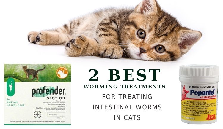 2 Best Worming Treatments for Treating Intestinal Worms in Cats