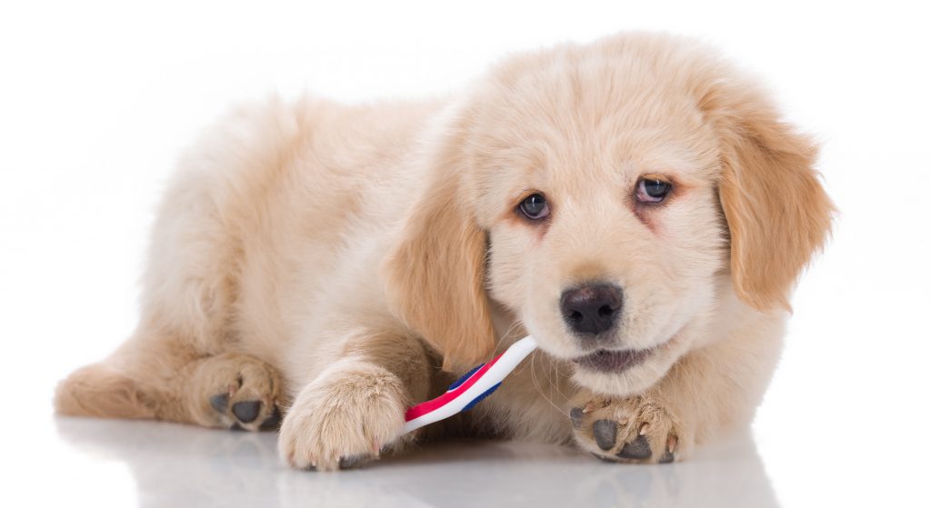 Dental Care for dogs