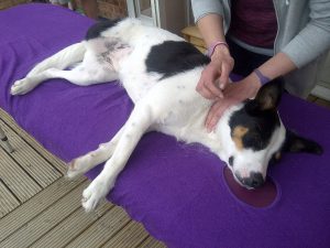 canine-massage
