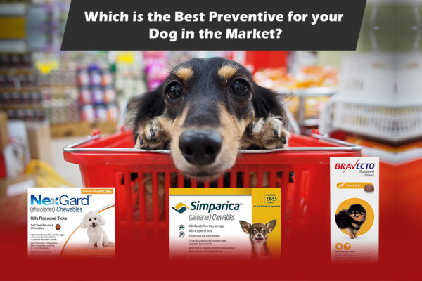 CanadaPetCare Blog - The Ultimate Pet Health Care Tips for Pet Parent