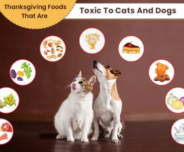 Thanksgiving Foods Your Dog Or Cat Should Not Eat