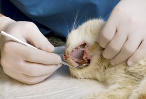 Cat Dental Checkup by Vet