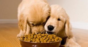 Dry Food for Pets