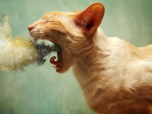 5 Home Remedies To Reduce Hairballs In Cats ...
