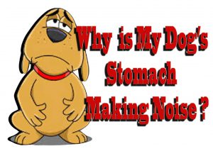 dog's stomach noises