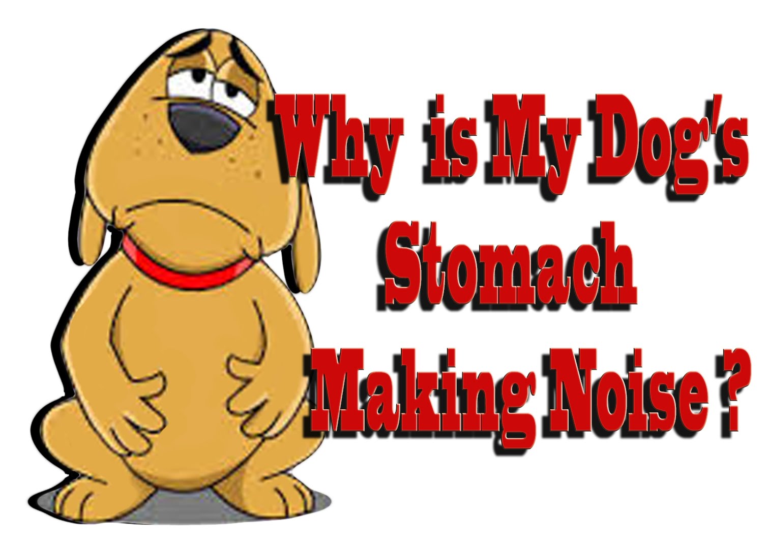 Stomach Noises in Dogs Some Common & Serious Concerns To Watch Out