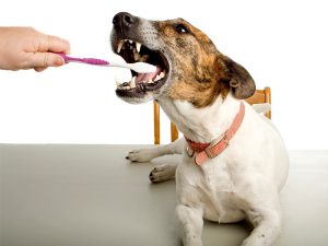 Brush Your Doggy's Teeth