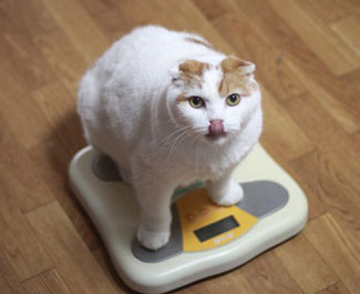 Danger Of Obese Cat