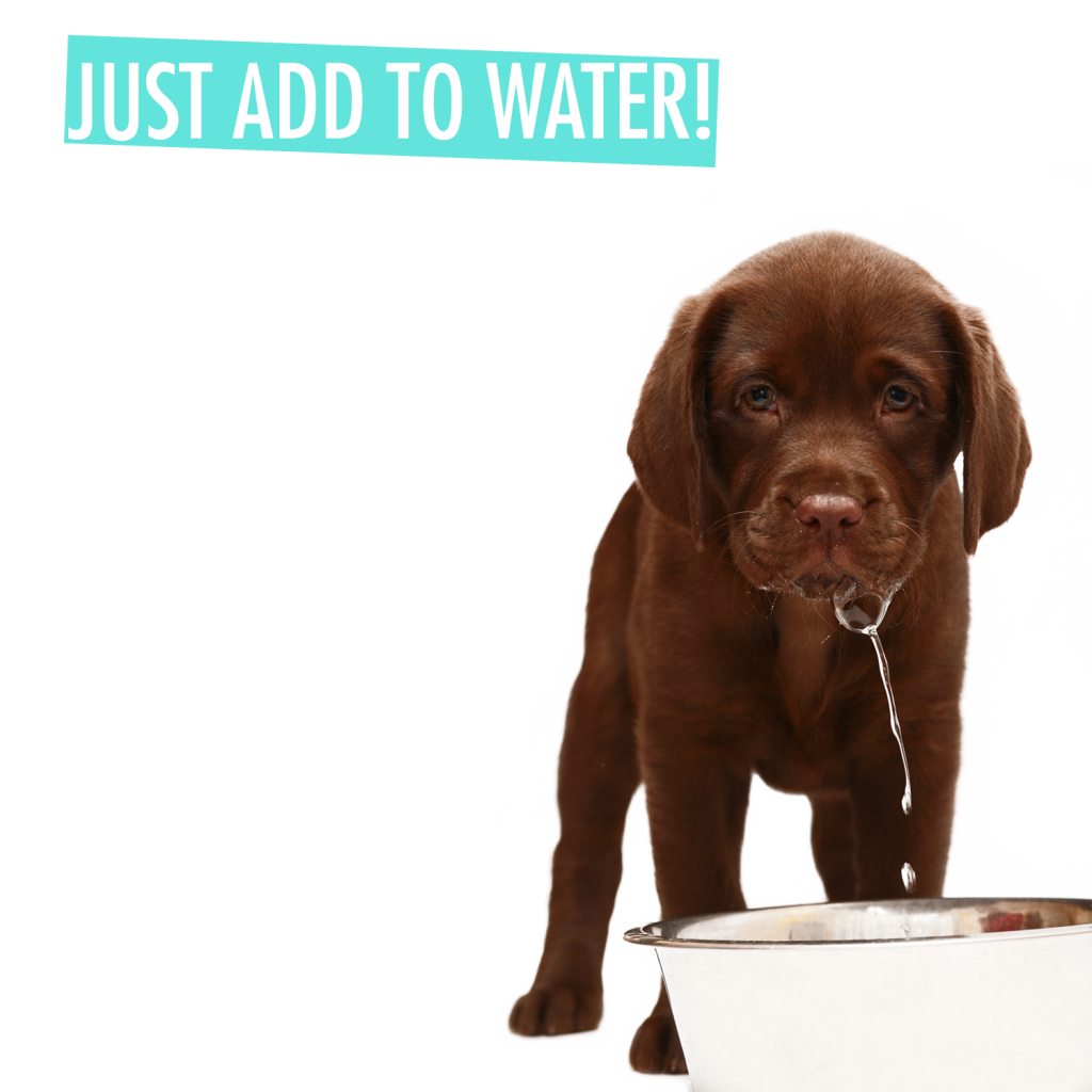 6 Effective Ways To Improve Dental Health Of Your Dog CanadaPetCare Blog