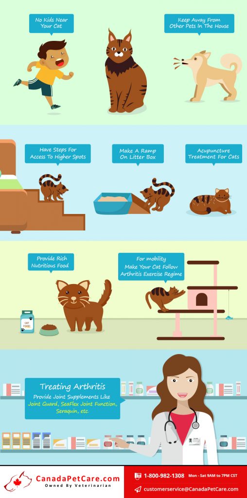 Vet Tips To Care Your Cat Having Arthritis CanadaPetCare Blog