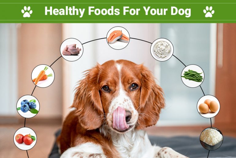 Human Foods for Dog