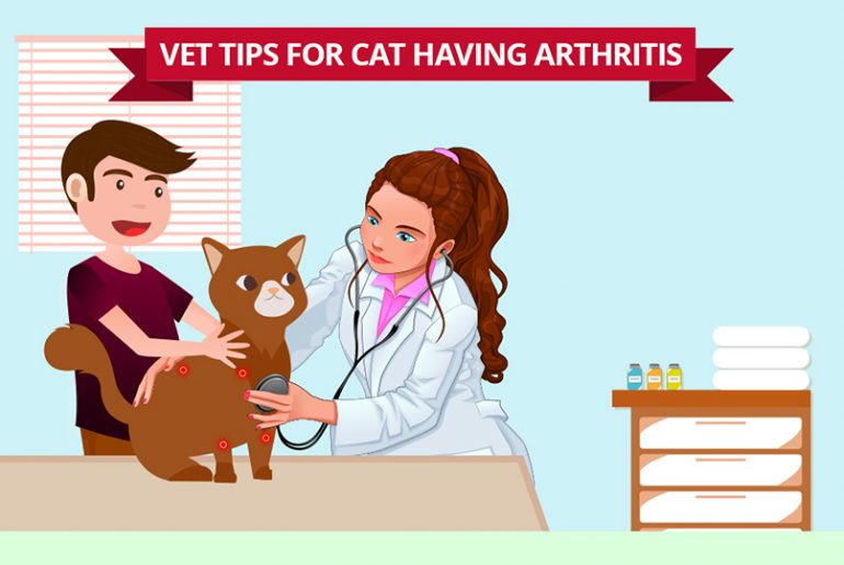 Vet Tips To Care Your Cat Having Arthritis CanadaPetCare Blog