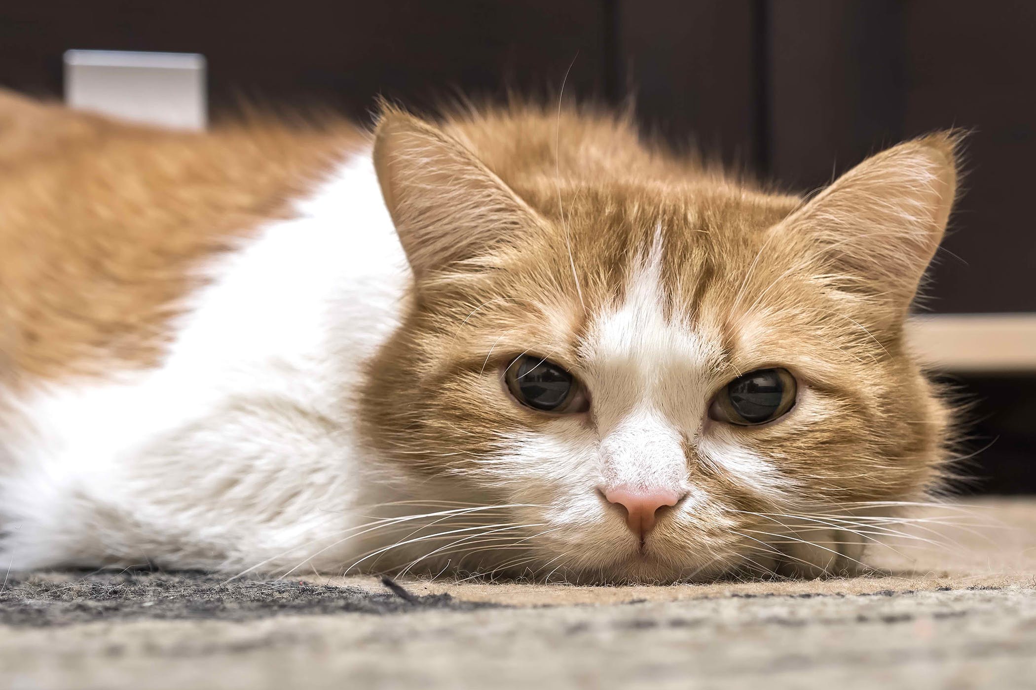 What Are The Symptoms Of Arthritis In Cats? CanadaPetCare Blog