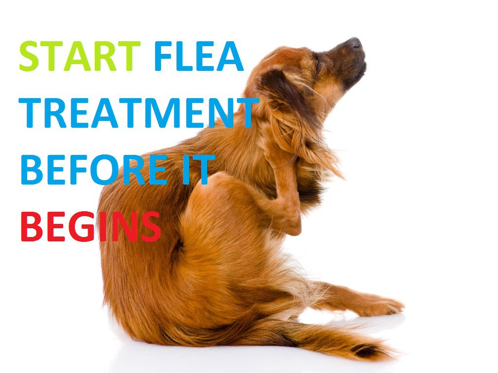 Start Flea & Tick Preventative Treatment - Canada Pet Care