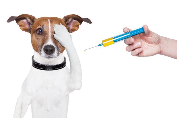 Update Vaccines - Canada Pet Care