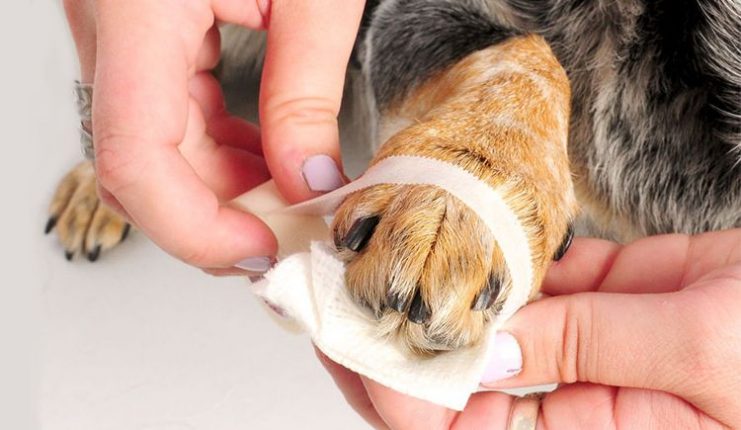 how-to-treat-a-cut-or-a-wound-on-your-pet-canadapetcare-blog