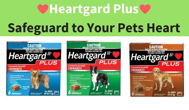 safeguard-to-your-pets-heart-heartgard-plus-canadapetcare-blog