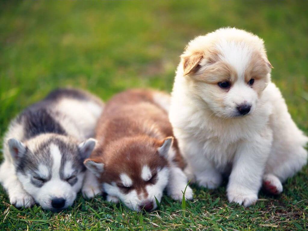 Healthy Puppies - Canada Pet Care Blog
