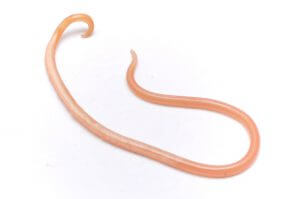 Roundworm Treatment - Canada Pet Care Blog