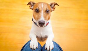 Unacceptable Manners: Solutions To Behavioral Concerns In Dogs - Canada Pet Care