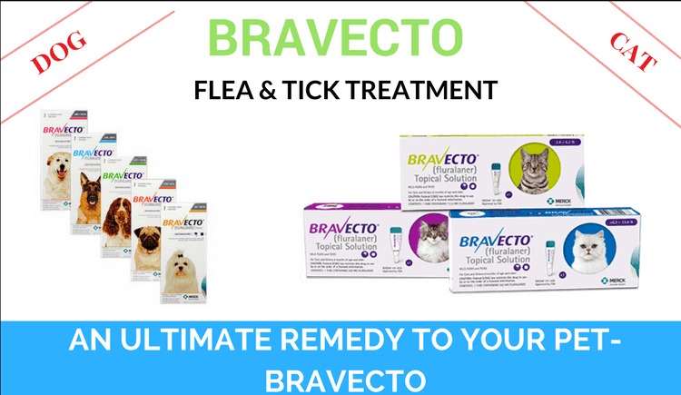 An Ultimate Remedy To Your Pet Bravecto Canadapetcare Blog