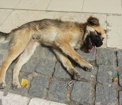 signs of dog distemper